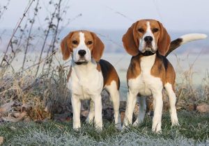 Gen düzenlemeyle alerji yapmayan köpek üretildi