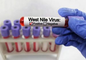 Batı Nil virüsü vakaları 8’e yükseldi: 7’si Lefkoşa