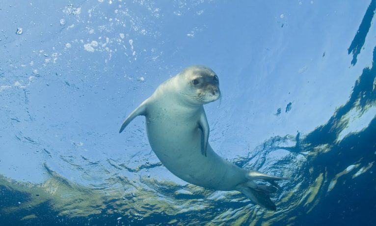 Akdeniz foklarının üreme dönemi yaklaşıyor: Deniz mağaralarına girmeyin