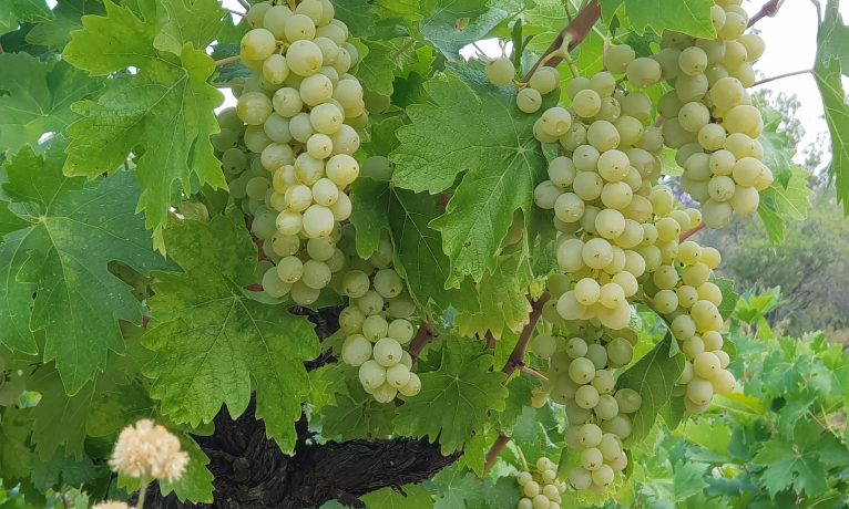 Kıbrıs bağcılığında kriz: Bazı bölgelerde üzüm üretimi neredeyse yok oldu