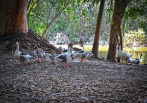 Lefkoşa’daki Athalassa Parkı’nda H5N1 kuş gribi tespit edildi