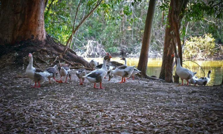 Lefkoşa’daki Athalassa Parkı’nda H5N1 kuş gribi tespit edildi