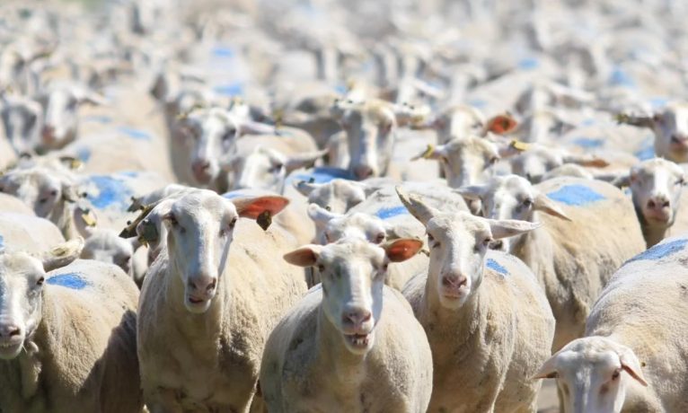 Küçükbaş üreticisine yemlik arpa ve yem için faizi devlet ödeyecek